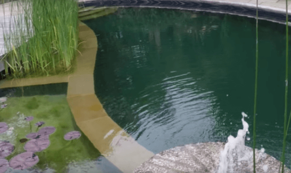 Wildlife Pond