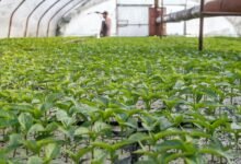 business growth through innovation